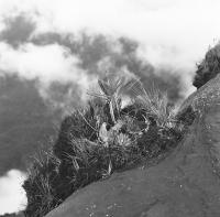 Rim of Roraima's Summit Plateau