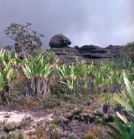 On Roraima's Summit Plateau