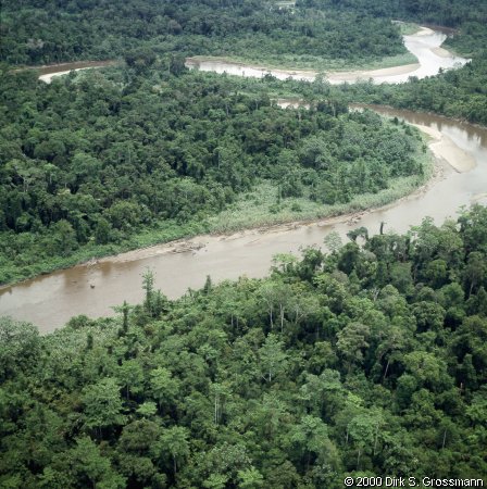 Rainforest near Yanirumah (Click for next image)