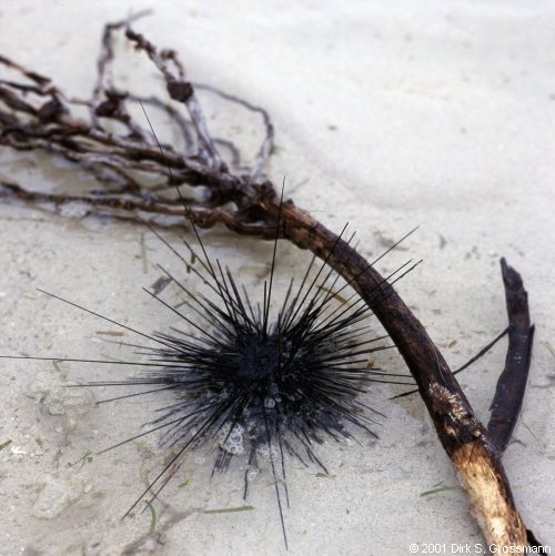 Sea Urchin (Click for next image)