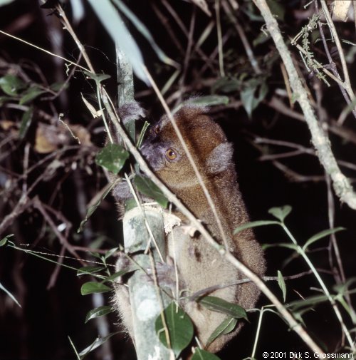 Gray Bamboo Lemur 3 (Click for next image)