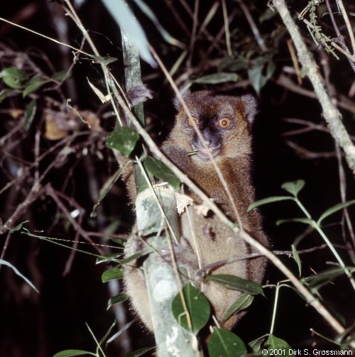 Gray Bamboo Lemur 4 (Click for next image)