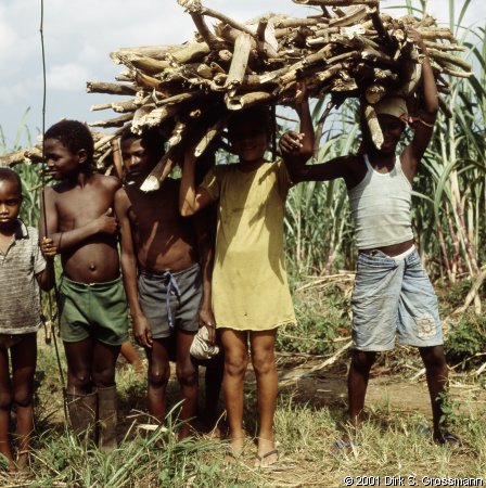 Children Carrying Wood (Click for next image)