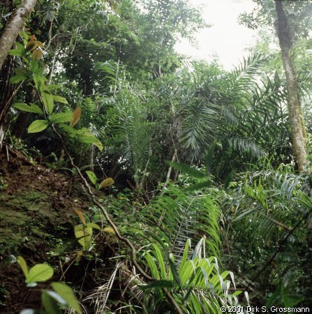 Rainforest (Click for next image)