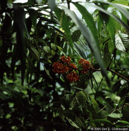 Rainforest 2 (Click for next image)