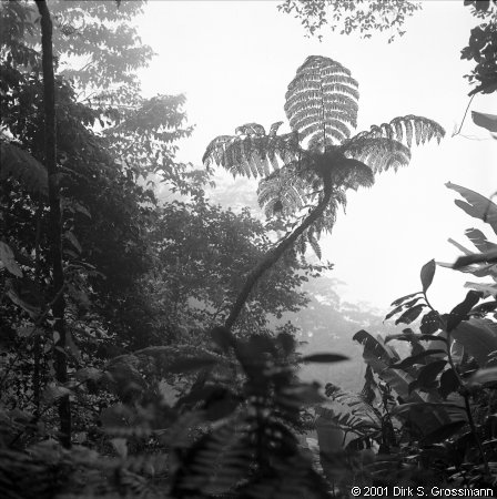 Tree Fern (Click for next image)