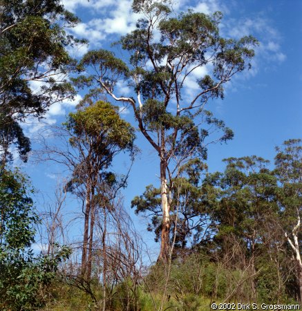 Nambucca State Forest (North) (Click for next image)