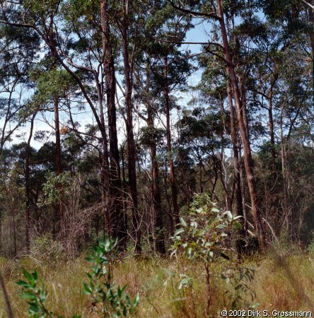 Nambucca State Forest (North) (Click for next image)