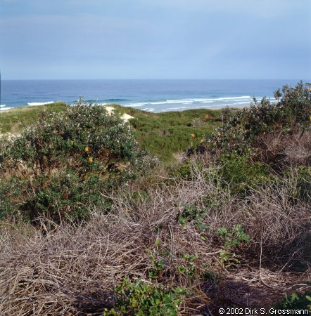 Beach North of Nambucca Heads (Click for next image)