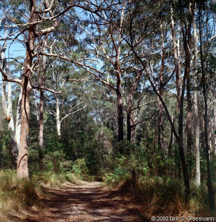 Nambucca State Forest (South) (Click for next group)