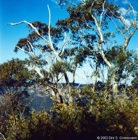 Evans Lookout (Click for next group)
