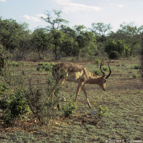 Kudu (Click for next image)