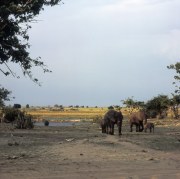 Elephants at Chobe River