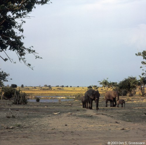 Elephants at Chobe River (Click for next image)