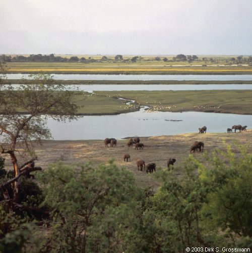 Chobe River (Click for next group)