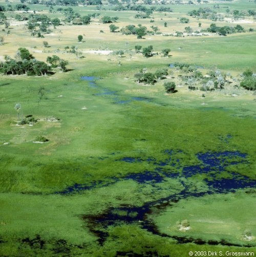Okavango Delta 5 (Click for next image)
