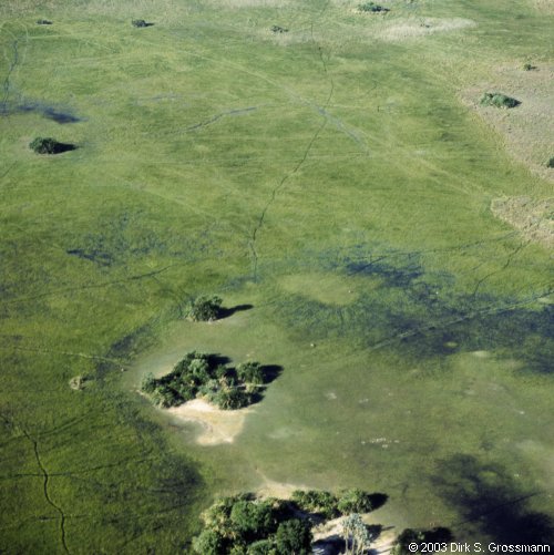 Okavango Delta 10 (Click for next image)