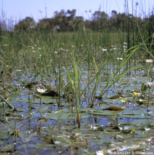 Okavango Delta by Boat 2 (Click for next image)