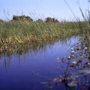 Okavango Delta by Boat 3