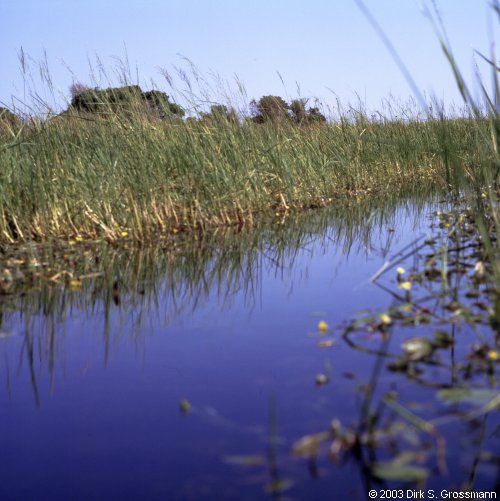Okavango Delta by Boat 3 (Click for next image)