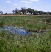 Okavango Delta by Boat 12