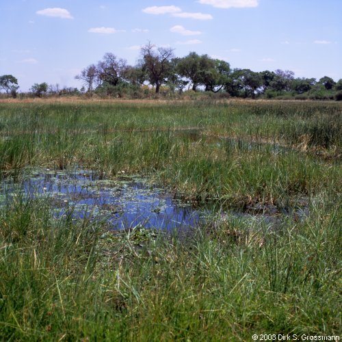 Okavango Delta by Boat 12 (Click for next group)