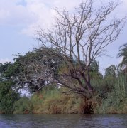 Okavango River 4