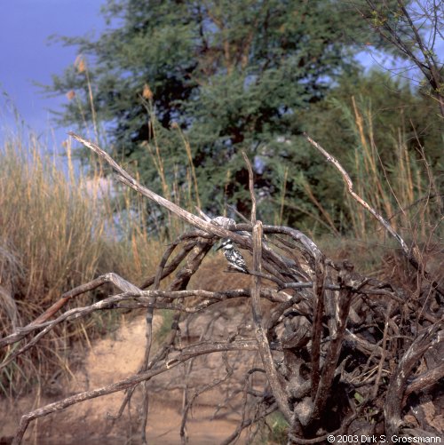 Okavango River 5 (Click for next image)