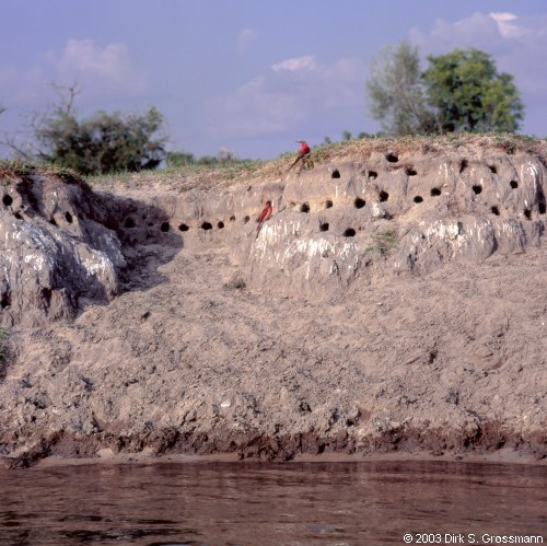 Okavango River Bank (Click for next image)