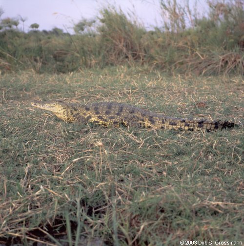 Crocodile (Click for next image)