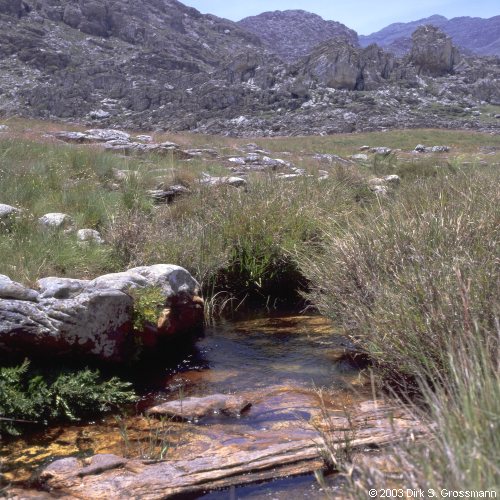 Chimanimani 18 (Click for next image)