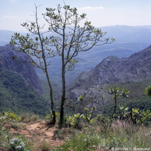 Chimanimani 29 (Click for next image)