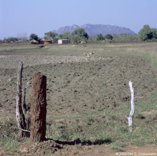 Field near Great Zimbabwe (Click for next image)