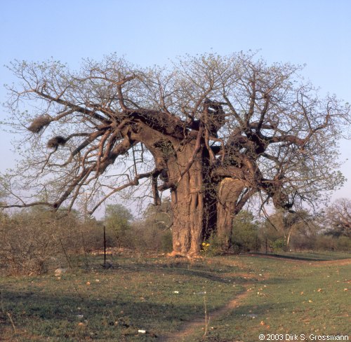 A Baobab (Click for next image)