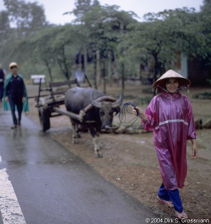 Farmers with Water Buffalo (Click for next group)