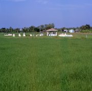Graves in a Rice Field