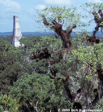 Tikal from Above