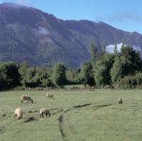 Journey to Conguillío National Park