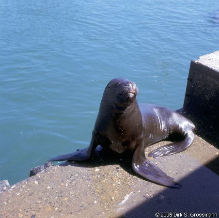 Seals at Mercado Fluvial (Click for next image)