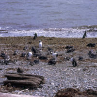 Magellanic Penguins in Seno Otway