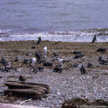 Magellanic Penguins in Seno Otway (Click for next image)
