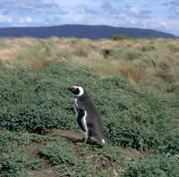 Magellanic Penguin in Seno Otway