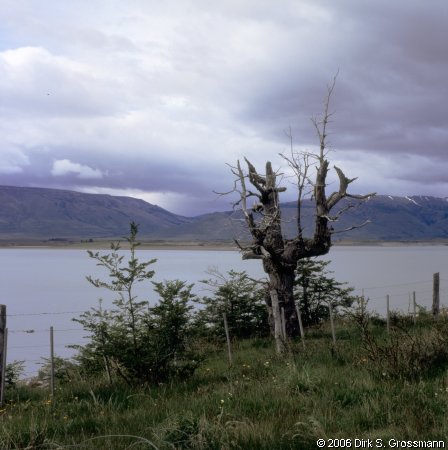 Calafate (Click for next image)