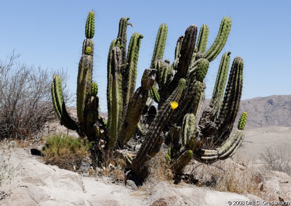 Cactus (Click for next image)