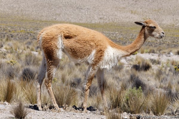 Vicuña (Click for next image)