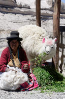 Woman with her Alpaca