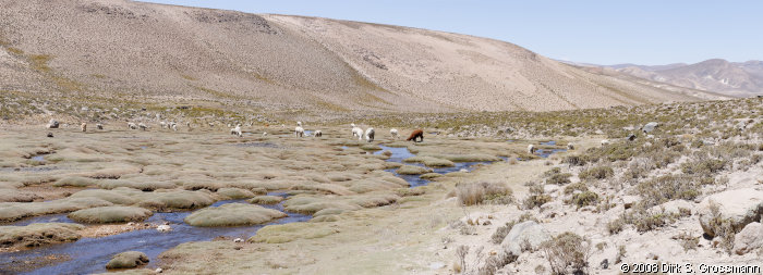 Altiplano Panorama (Click for next image)