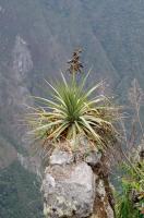Wayna Picchu