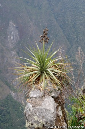 Wayna Picchu (Click for next image)