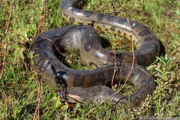 Anaconda (Click for next image)